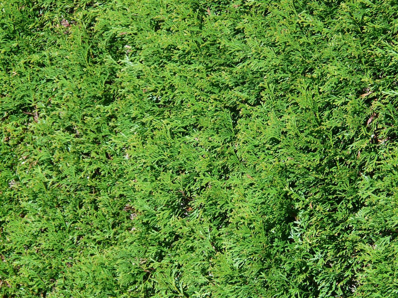 découvrez notre sélection de plantes de haies adaptées à tous les jardins, pour créer des espaces intimes, protéger du vent et embellir votre extérieur toute l'année.
