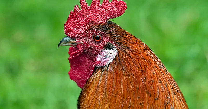 Filet de poulet congelé : le piège classique