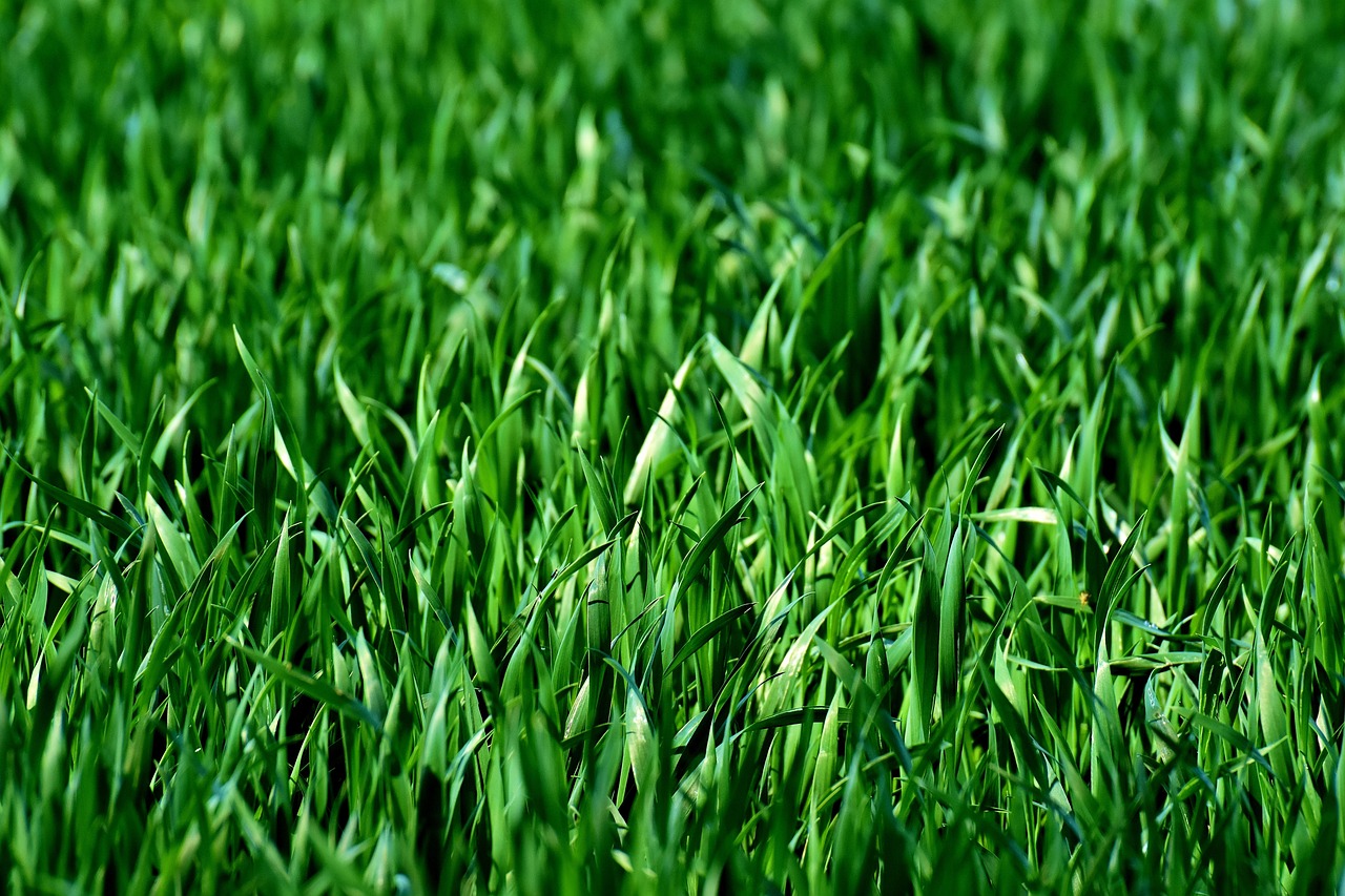 Aménagement extérieur : comment optimiser l’espace de votre jardin ?